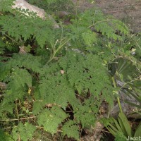 Moringa oleifera Lam.